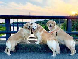 ぴんちゃんの位置をどーしよーか😂 。 夕方が涼しい🌆 それだけで嬉しいです✨✨ 。 夏夏夏冬て思ってたから 秋が来てくれて嬉しい✨✨ おかえり秋  あーちゃんが来た @aarun_evolution.2nd 只今修行中 三頭引き散歩 やたら目立つ もはやパレード しかし近くに行って ...