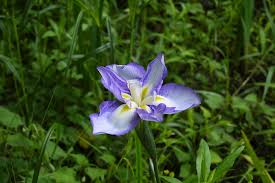 菖蒲 ショウブ の花咲く季節や育て方 菖蒲 ショウブ とあやめ かきつばたの見分け方まで Lovegreen ラブグリーン