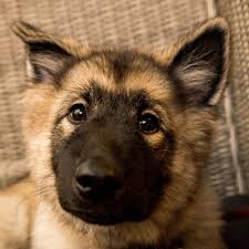 Image result for lundehund