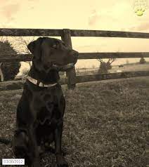 Our Boxador Puppies Lancaster Puppies Boxador Puppies Dog Love Lancaster Puppies