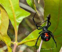 Its venom has been recorded as the most neurotoxic of any spider in the world. The Four Most Venomous Spiders In North Carolina