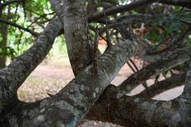 Image result for Commiphora schlechteri