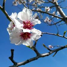 Has 21 songs in the following movies and television shows. Stream Black Flies Ben Howard Daughter By Aysenurthmz Listen Online For Free On Soundcloud