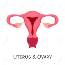 Útero Y Ovarios De Humanos. Diseño De Dibujos Animados Aislado . Vectorial  Ilustraciones svg, vectoriales, clip art vectorizado libre de derechos.  Image 199466440