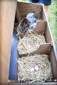 build chicken coop find this diy chicken coop plans chicken diy chicken cages