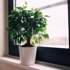 Image result for Ficus demeusei