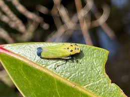 Image result for Vangueria ferruginea