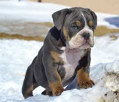 The bulldog has a broad shoulder which matches with the head. Olde English Bulldogge Bulldog Puppies English Bulldog Puppies English Bulldog Puppy