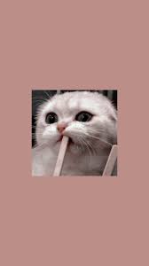 Lockscreens Icons Cats Lockscreens Like Or Reblog If You Save Baby Cats Cute Baby Cats Cat Wallpaper
