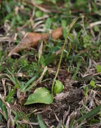 Image result for Ophioglossum costatum