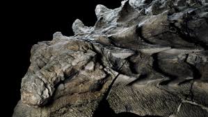 Maybe you would like to learn more about one of these? Freaky Dragon Dinosaur Discovered In Alberta
