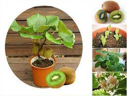 Grow Your Own Bonsai Flower From Seeds Panosundaki Pin