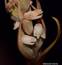 Image result for Zeuxine elongata