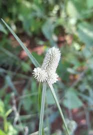 Image result for Kyllinga odorata