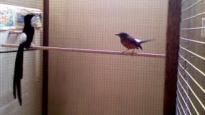 Bila lahan yang anda miliki sempit dan terbatas, penggunaan sangkar gantung atau sangkar biasa juga bisa di gunakan sebagai media untuk berternak murai batu. Cara Beternak Burung Murai Batu Dengan Menggunakan Kandang Minimalis