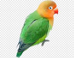 México islandia / isla contoy mexicoisla mujeres. Selimut Lovebird Budgerigar Bulu Kutub Burung Beo Cinta Hewan Kamar Mandi Png Pngwing