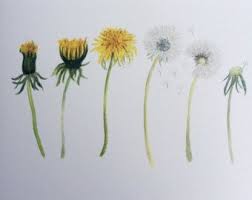 Dandelion Lifecycle Watercolor Print Watercolor Tattoo Flower Dandelion Drawing Dandelion Art