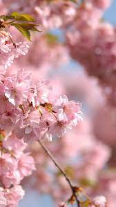 Save 20% with code unsplash20. Flower Mobile Wallpaper Mobiles Wall Flowers Pink Flowers Flower Mobile
