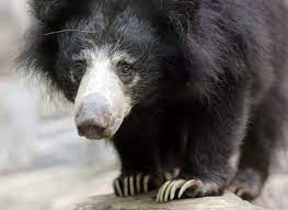 I M A Sloth Mom Sloth Bear Bear Spectacled Bear