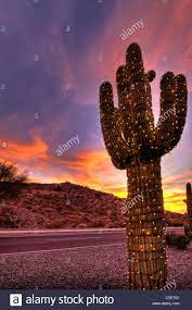 Flowers in red, white, yellow, pink, or purple appear at the tips of these branches and measure up to 3. Saguaro Arizona Christmas Stockfotos Und Bilder Kaufen Alamy