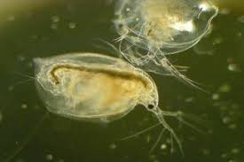 If the water is extremely dirty you might want to remove most of the algae using a turkey blaster or the million bubble aqua leash sold with sea monkey sets. How To Culture Daphnia In Aquariums Shrimp And Snail Breeder