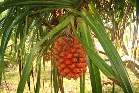 Image result for Pandanaceae