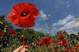 The flower stalks are quite frail and can be damaged. How To Grow Poppies Better Homes And Gardens