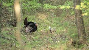 Enjoy our hd porno videos on any device of your choosing! Spring Turkey Hunting Everything You Need To Know Including Season Dates Hotspots And The Freeze