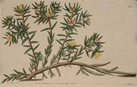 Image result for Portulaca foliosa