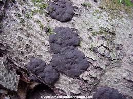 Image result for Hypoxylon multiforme