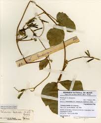 Image result for Teramnus uncinatus