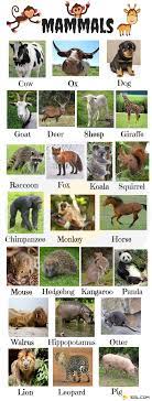 Mammals are the last major group of animals to appear on the earth. List Of Mammals Useful Mammal Names With Pictures 7esl