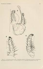 Image result for Terminalia trichopoda