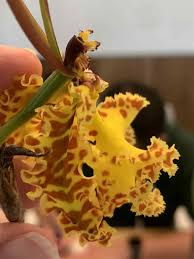 Image result for Psychotria hypsophila