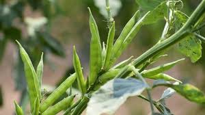 Image result for Cyamopsis