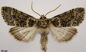 Image result for Polyploca ridens