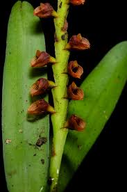 Image result for Bulbophyllum oreonastes