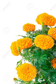 Once used in the major ceremonies to honor those departed, this flower now can be found in front of homes all over the world. Traditional Cempasuchil Flowers Used For Altars At Day Of The Stock Photo Picture And Royalty Free Image Image 64145277