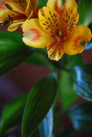Little But Mighty Alstroemeria Alstroemeria Flower Photos Unique Centerpieces