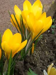 Pin On Crocous Flowers