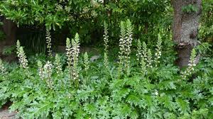 Image result for Acanthus