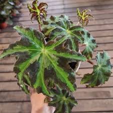 No need to register, buy now! Begonia Heracleifolia Star Begonia Plant Wild Roots