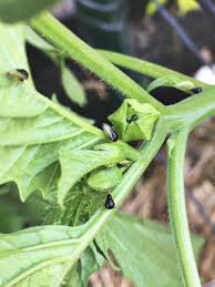 Image result for BLACKFLY ON TOMATO PLANTS