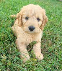 Since we aren't a puppy mill, the only. Puppies Irish Doodle Goldendoodle Puppies For Sale Eagle Valley Puppies
