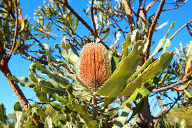 A few australian native plants are used by the pharmaceutical industry, such as two scopolamine and hyoscyamine producing duboisia species and solanum aviculare and s. The Ultimate Guide To Native Australian Plants Landscaping