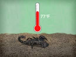 Sono da temere perché sono velenosi e lasciati incastrati nel corpo delle persone o di altri esseri viventi. Come Prendersi Cura Dello Scorpione Imperatore