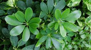 Organically certified insecticide for effective control of insect pests on fruit trees, ornamental plants and vegetables. Umbrella Tree Guide Shefflera Plant Care Tips