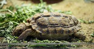 Speckled Tortoise Speckled Padloper Speckled Cape All Turtles