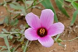Image result for Hibiscus rhabdotospermus