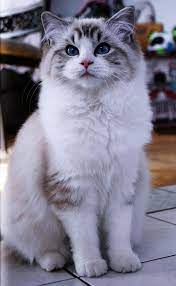 Ragdoll Cat Breed Information Pictures And Health Ragdoll Cat Breed Ragdoll Kitten Cat Breeds
